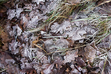 Leaves with frost. Beautiful leaves in frost. Beautiful leaves in the snow. Background, texture.