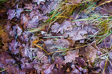 Leaves with frost. Beautiful leaves in frost. Beautiful leaves in the snow. Background, texture.