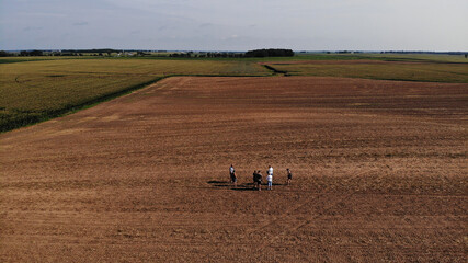 Fototapeta premium in the field