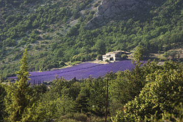 Champ de lavande et maison à Rémuzat dans le sud de la France.