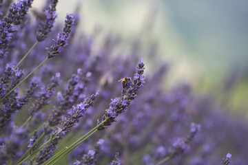 Abeille butinant de la lavande à Rémuzat dans le sud de la France.