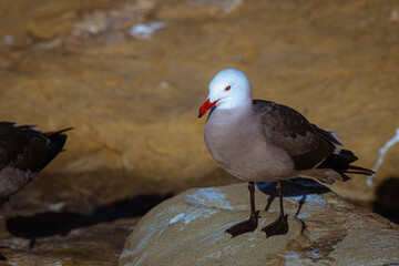 2022-01-18 SEAGULL WITH A WHITE HEAD AND A RED BEAK STANDING ON A ROCK WITH A BLURRY BACKGROUND