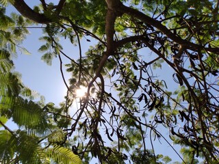Tree and blue sky