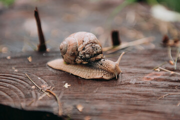 Wounded Burgundy snail (Helix pomatia) at the forest