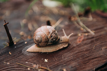 Wounded Burgundy snail (Helix pomatia) at the forest