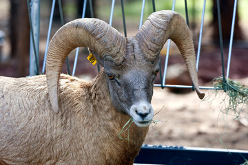 Bighorn Sheep