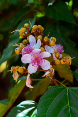 Flor de Colorau, orucum 