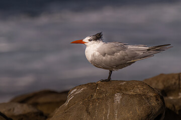 2022-01-18 A PROFILE SHOT OF A ROYAL TERN STANDING ON A ROCK AT THE LA JOLLA COVE IN SAN DIEGO CALIFORNIA
