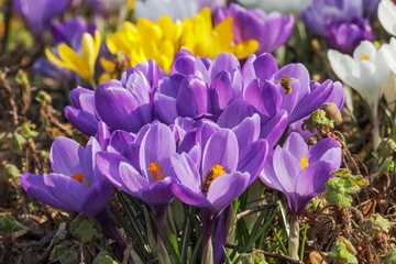 Poster Violette Blüten des Frühlings-Krokus (Crocus vernus). Mit weißen und gelben Krokussen im Hintergrund. Mit zwei Honigbienen mit Pollen. © Thorsten Schier