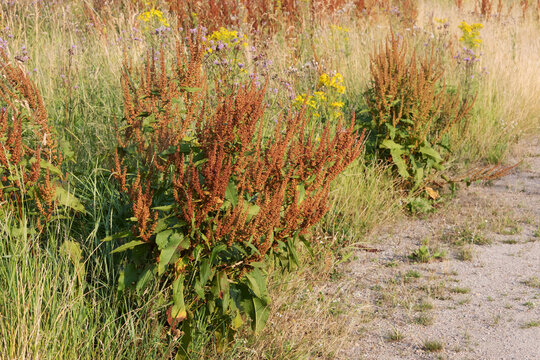 Stumpfbl&auml;ttriger Ampfer (Rumex obtusifolius, bitter dock) mit den auff&auml;lligen rotbrauen Fruchtst&auml;nden. Au&szlig;erdem mit Acker-Kratzdistel und Jakobs-Greiskraut.