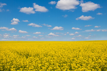 Rapeseed, yellow canola field in spring