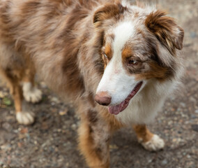 Close-up of Australian Shepherd dog. Horizontal closeup headshot of an Australian Shepherd outdoor