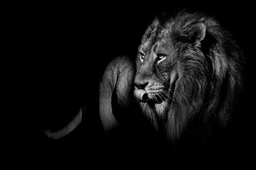 Fototapeta na wymiar African male lion , wildlife animal Black and white but with colored eyes