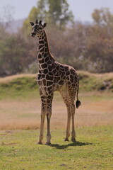Naklejka na ściany i meble Young giraffe standing in the savannah