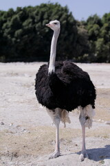 Ostrich full body photo
