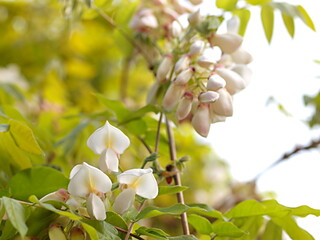 白いフジの花と蕾