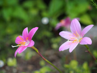 サフランモドキの花のアップ