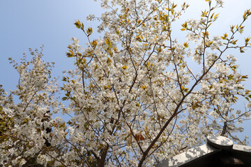 本法寺の境内に咲く桜