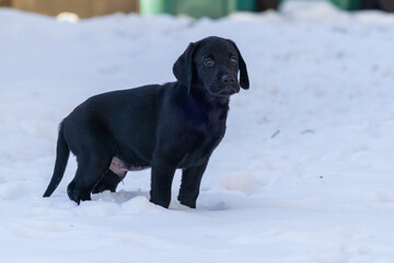 Side portrait of an 8-week old black lab puppy standing in the snow
