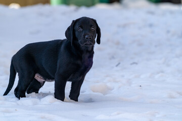 Side portrait of an 8-week old black lab puppy standing in the snow