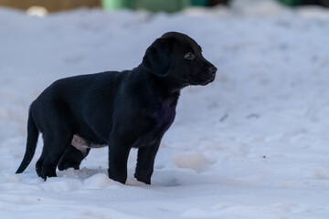 Side portrait of an 8-week old black lab puppy standing in the snow