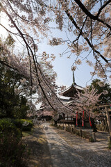 本法寺の境内に咲く桜