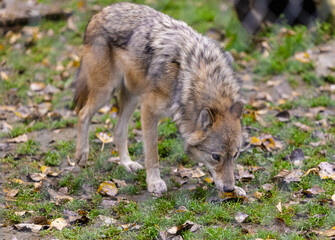 Grey Wolf Canis lupus Portrait - captive animal.