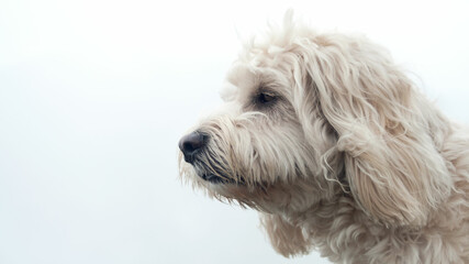 portrait of a white dog