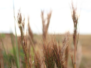 Fototapeta premium Campo de grama seco