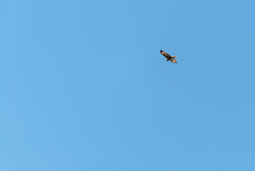 bird of prey common buzzard scientific name buteo buteo