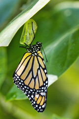 Monarch just out of its chrysalis hanging on desperately.