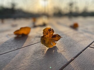 autumn leaves on the ground