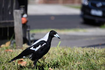 Australian magpie exploring a patch of lawn in a front yard during a summer day, with tap, driveway, street, and car in the background
