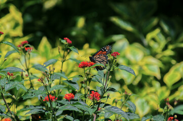 monarch butterfly in San Miguel de allende