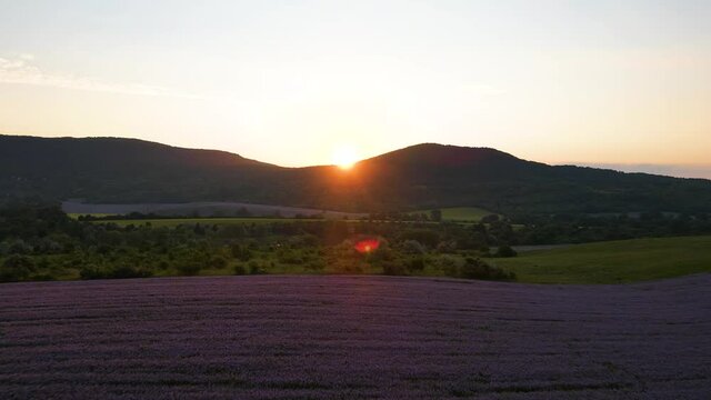 Breathtaking sunrise above mountains. Drone flying above purple Phacelia field towards the sun
