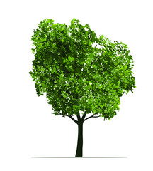 Green Tree. Vector outline Illustration. Plant in Garden and landscape element.