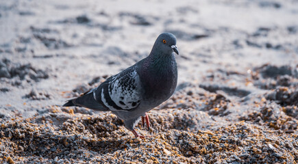 pigeon on the beach