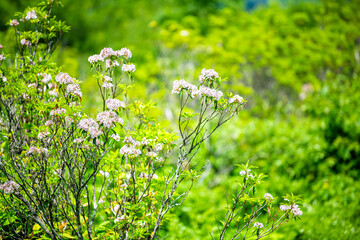 White mountain laurel wild flowers colorful color on bush in Shenandoah National Park in Blue Ridge Mountains, Virginia lush summer