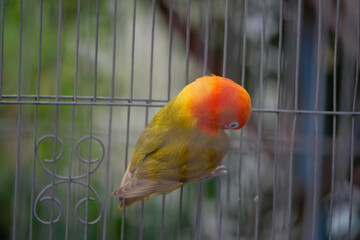Lovebirds Parrot is green color and head is Orange color in the aviary