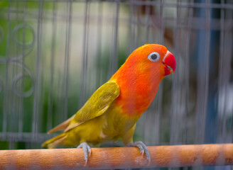 Lovebirds Parrot is green color and head is Orange color in the aviary