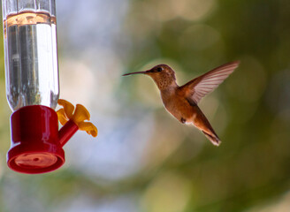 hummingbird feeding on a feeder
