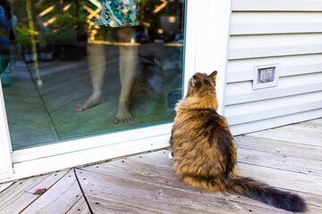 Woman person behind glass door letting in calico maine coon cat standing outside of house backyard deck patio wanting asking begging to go inside