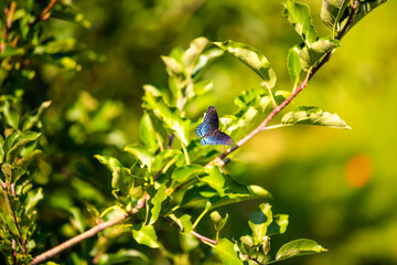 Closeup of white admiral or red-spotted purple blue butterfly, limenitis arthemis insect on apple tree leaves with bokeh background in orchard nature