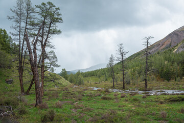 Fototapeta na wymiar Gloomy landscape with dry old trees and mountain creek among green hills and large mountains in rainy weather. Coniferous forest in mountain valley with river and old dry trees under gray cloudy sky.