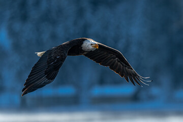 Bald Eagle (Haliaeetus leucocephalus) on the Hunt