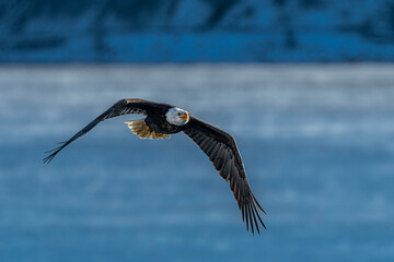 Bald Eagle (Haliaeetus leucocephalus) on the Hunt