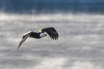 Bald Eagle (Haliaeetus leucocephalus) on the Hunt