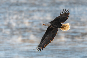 Bald Eagle (Haliaeetus leucocephalus) on the Hunt