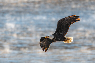 Bald Eagle (Haliaeetus leucocephalus) on the Hunt