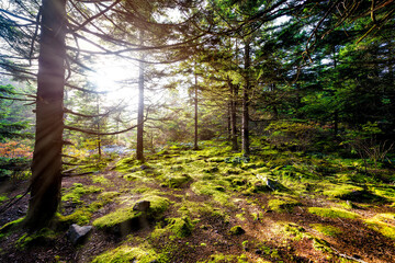 Huckleberry hiking trail in Spruce Knob Appalachian mountains with evergreen trees enchanted moss forest in fall autumn, sun sunburst rays flare in West Virginia